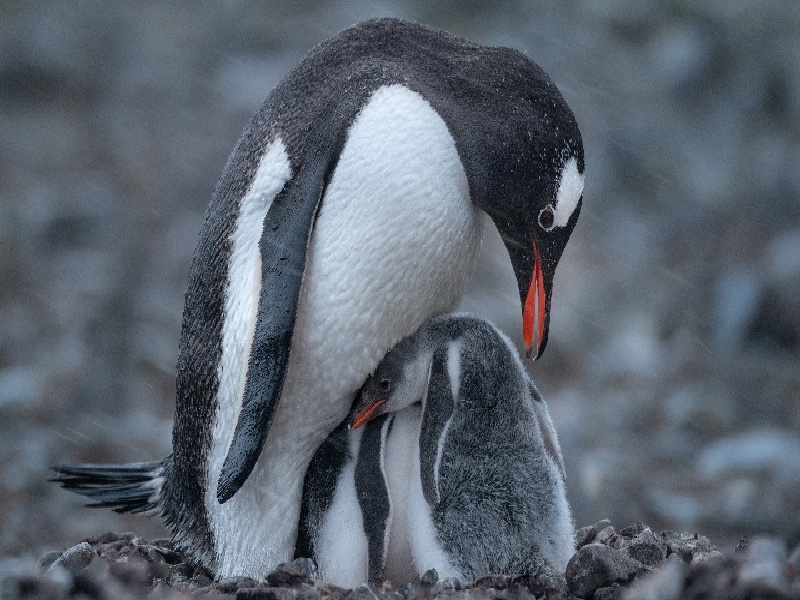 昆明三代供卵例子,山东临沂做试管婴儿成功率最高的医院是哪里？如何选-昆明